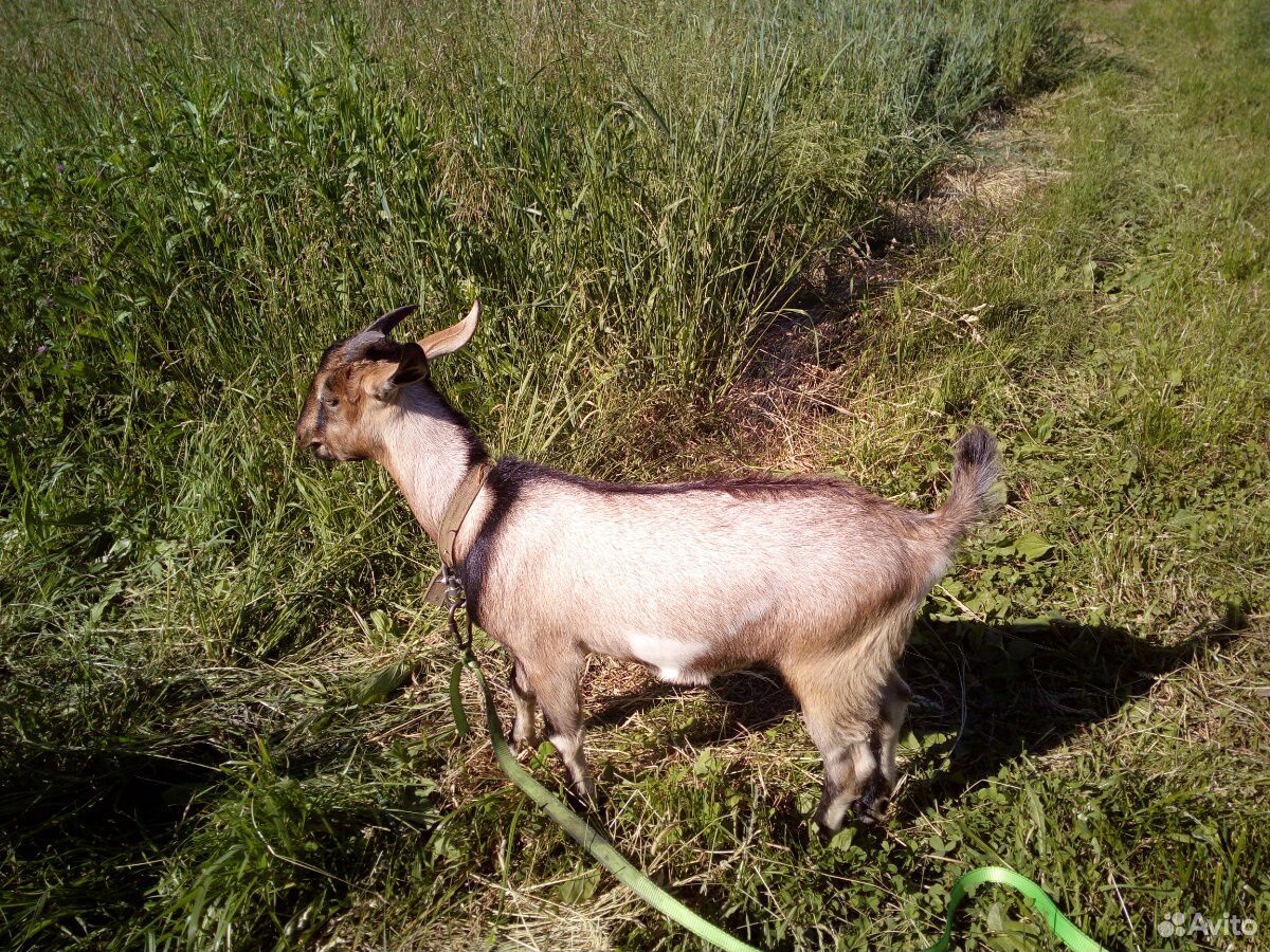 Нубийская коза и козёл купить на Зозу.ру - фотография № 6