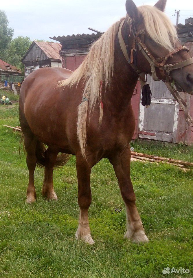 Лошадь кобыла 3 года купить на Зозу.ру - фотография № 4