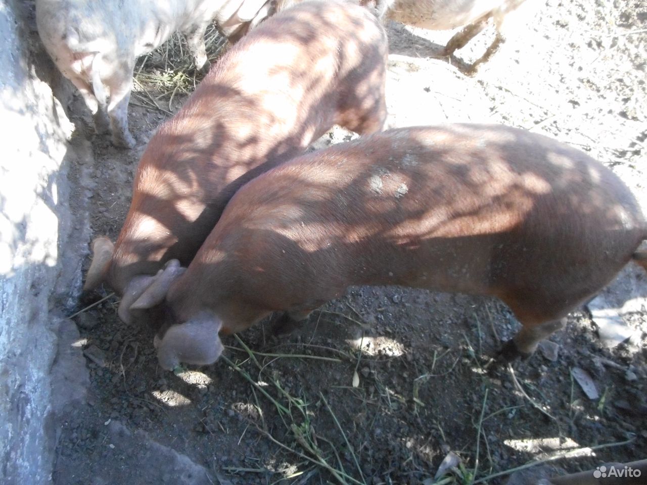 Хрячок и свинки- порода дюрок, свиньи на мясо купить на Зозу.ру - фотография № 2