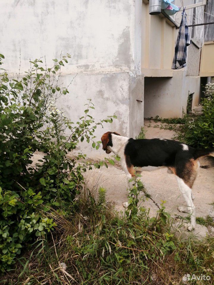 Собака потеряшка купить на Зозу.ру - фотография № 2
