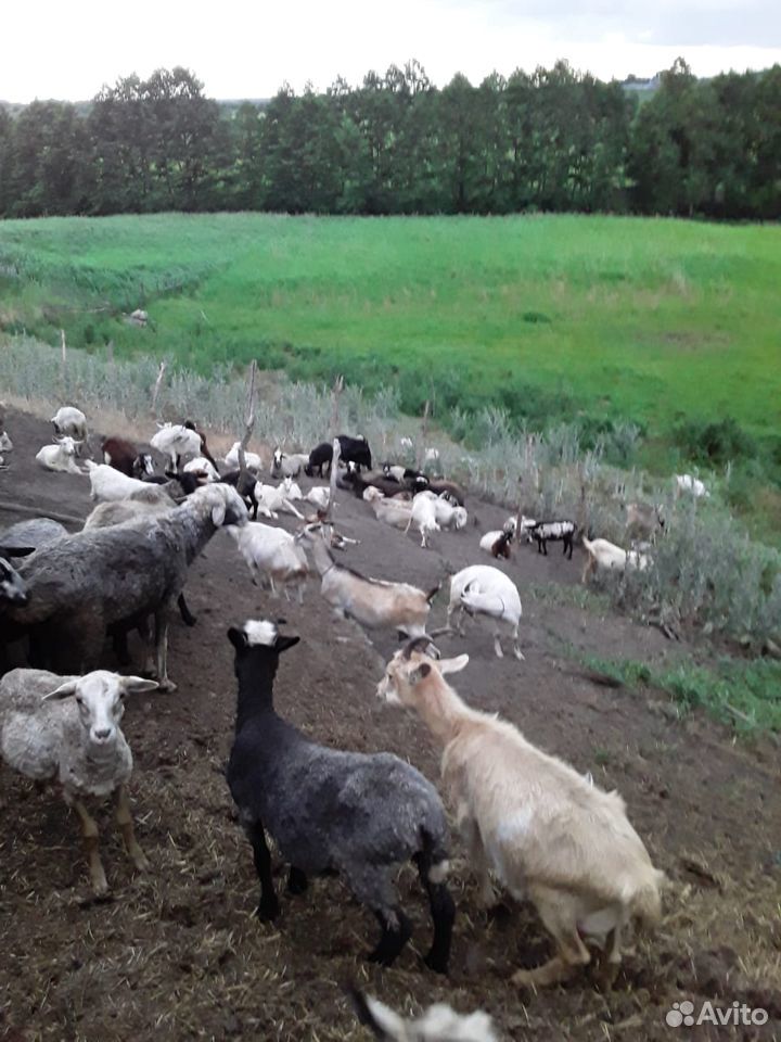 Бараны, козы, овцы купить на Зозу.ру - фотография № 4