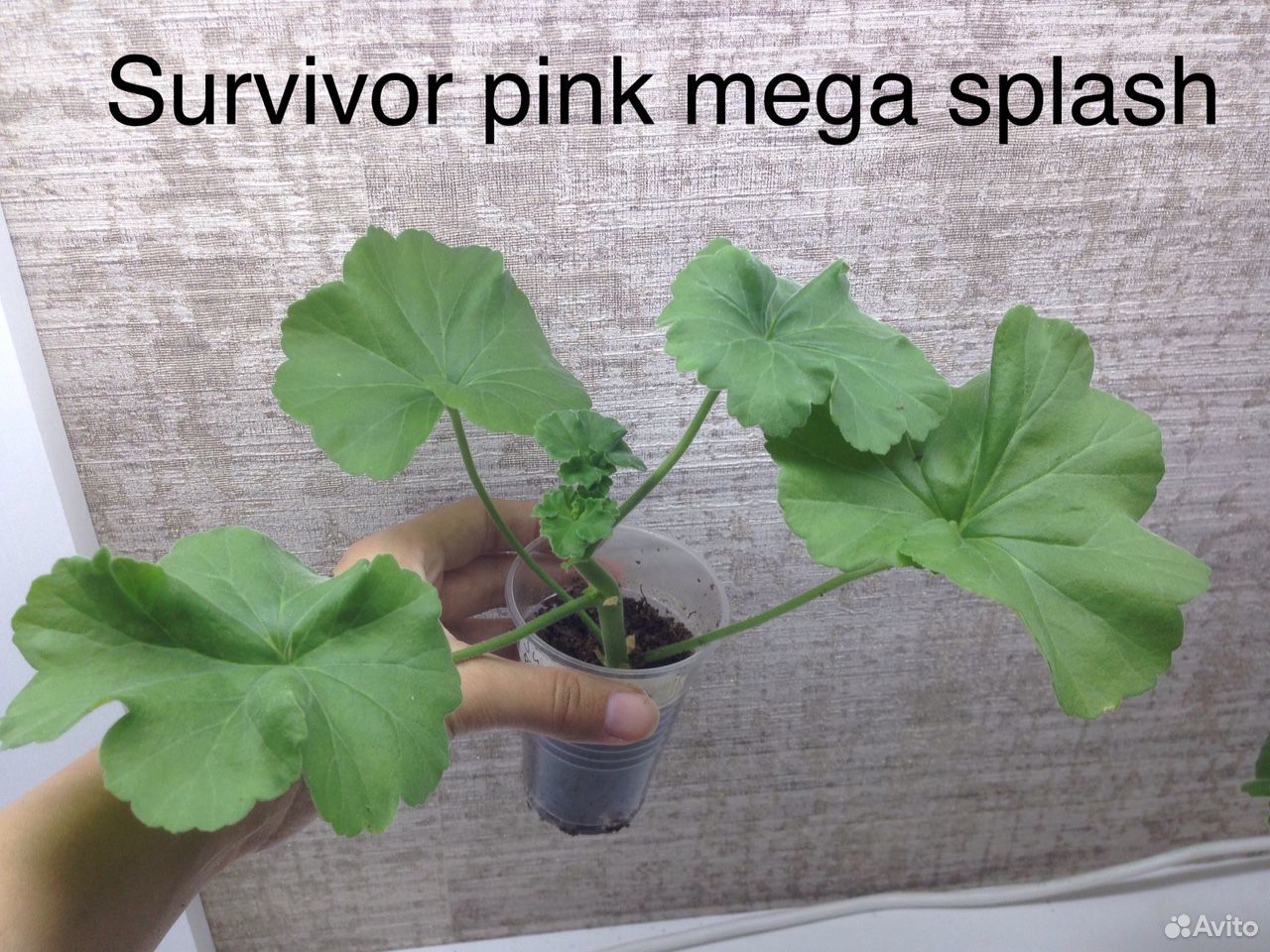 Пеларгония survivor pink mega splash купить на Зозу.ру - фотография № 4