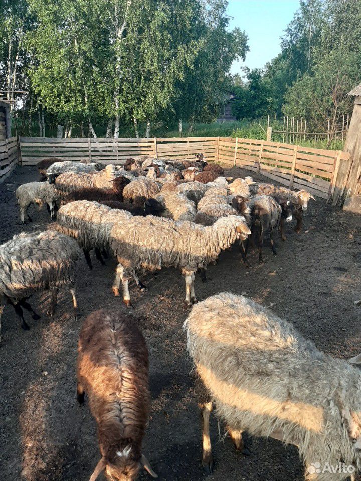 Овцы,бараны купить на Зозу.ру - фотография № 4