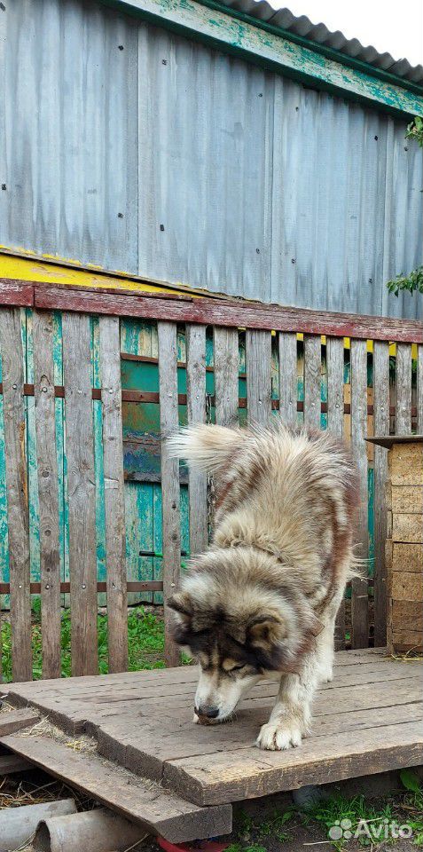 Аляскинский маламут купить на Зозу.ру - фотография № 5
