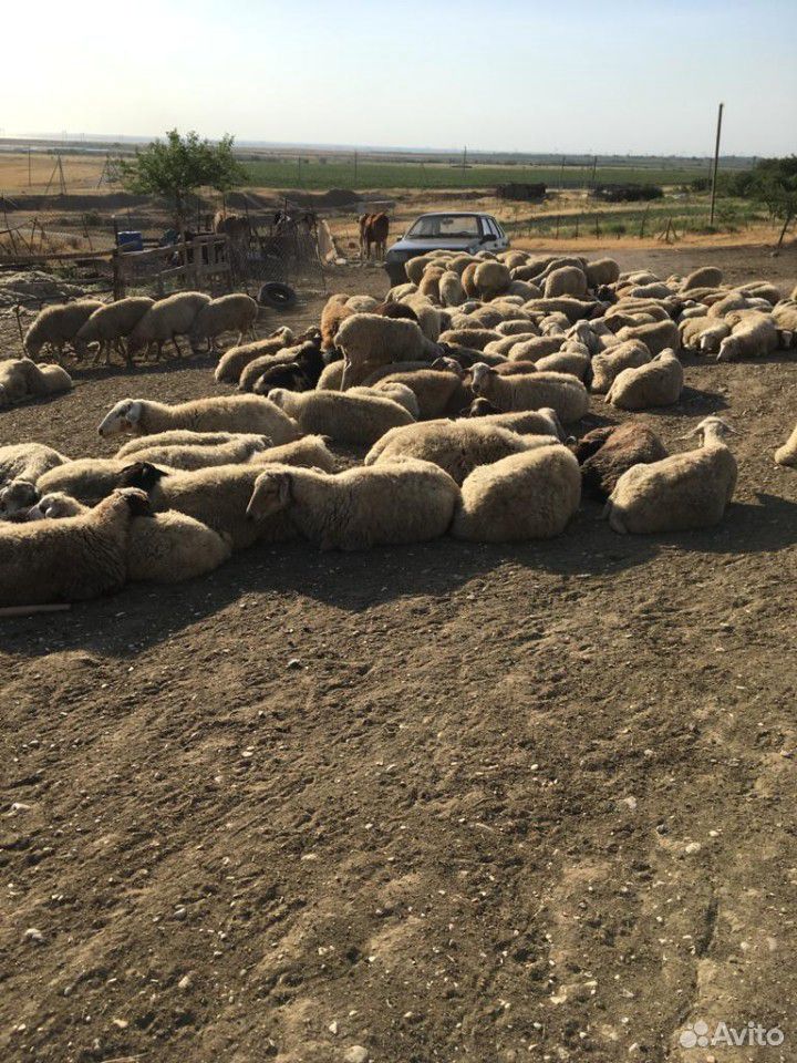 Овцы и барашки купить на Зозу.ру - фотография № 1