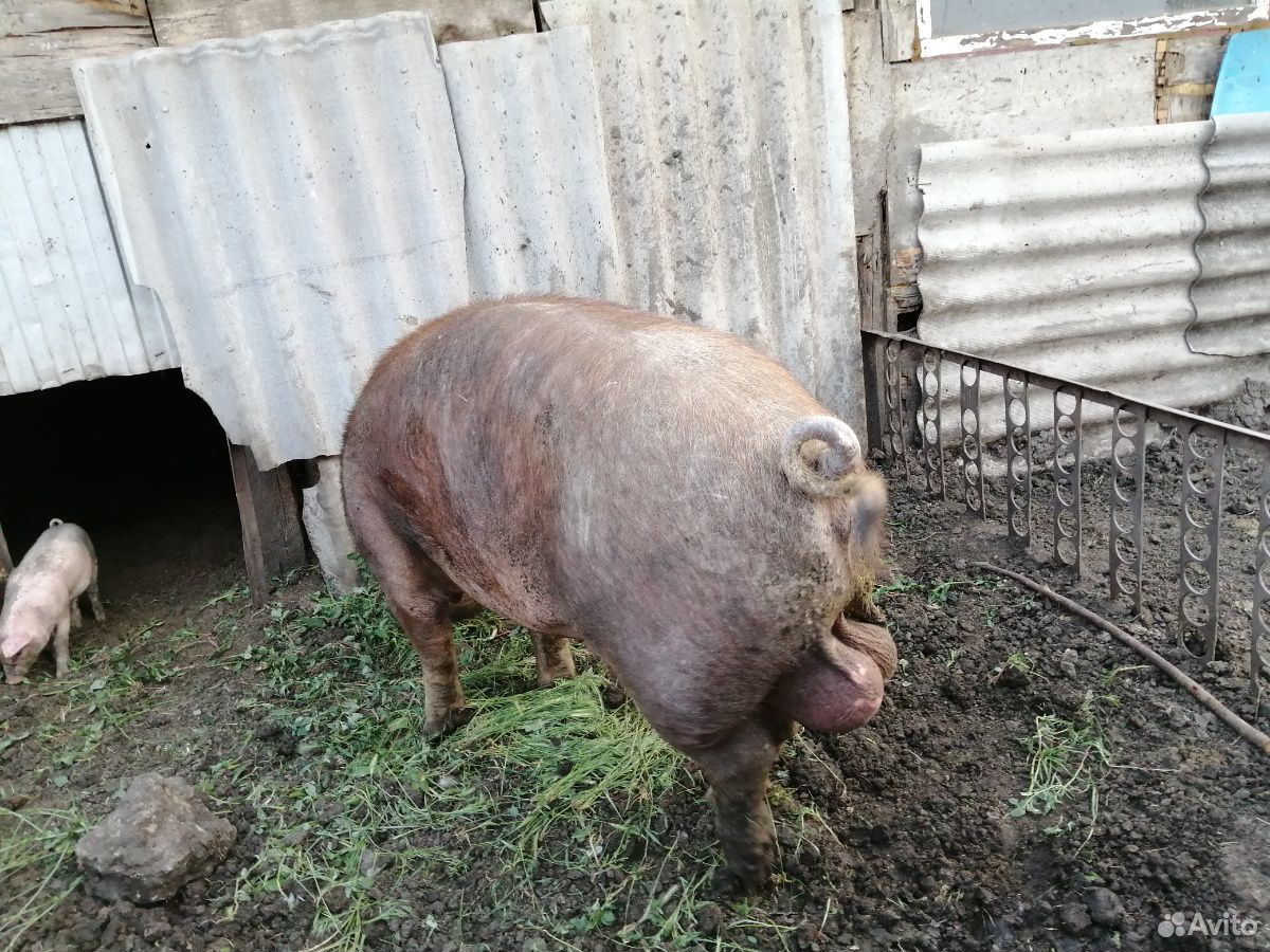 Хряк производитель, дюрок 1, 7 мес купить на Зозу.ру - фотография № 2