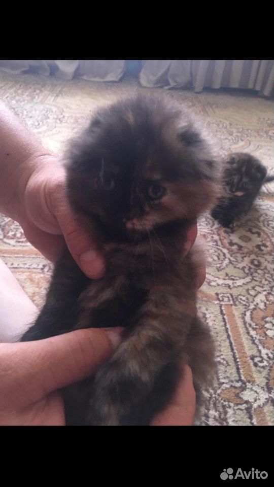 Персидская кошка купить на Зозу.ру - фотография № 2