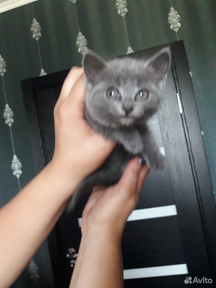 Помоготе пристроить котёнка купить на Зозу.ру - фотография № 3