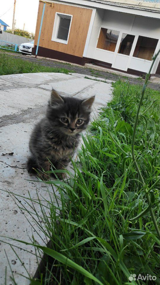 Домашние котята купить на Зозу.ру - фотография № 1