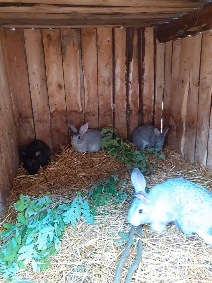Кролики мясные разных пород и возрастов купить на Зозу.ру - фотография № 4
