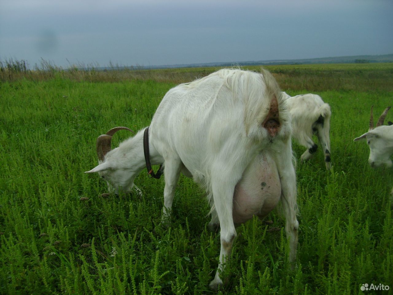 Хочу Купить Дойную Козу