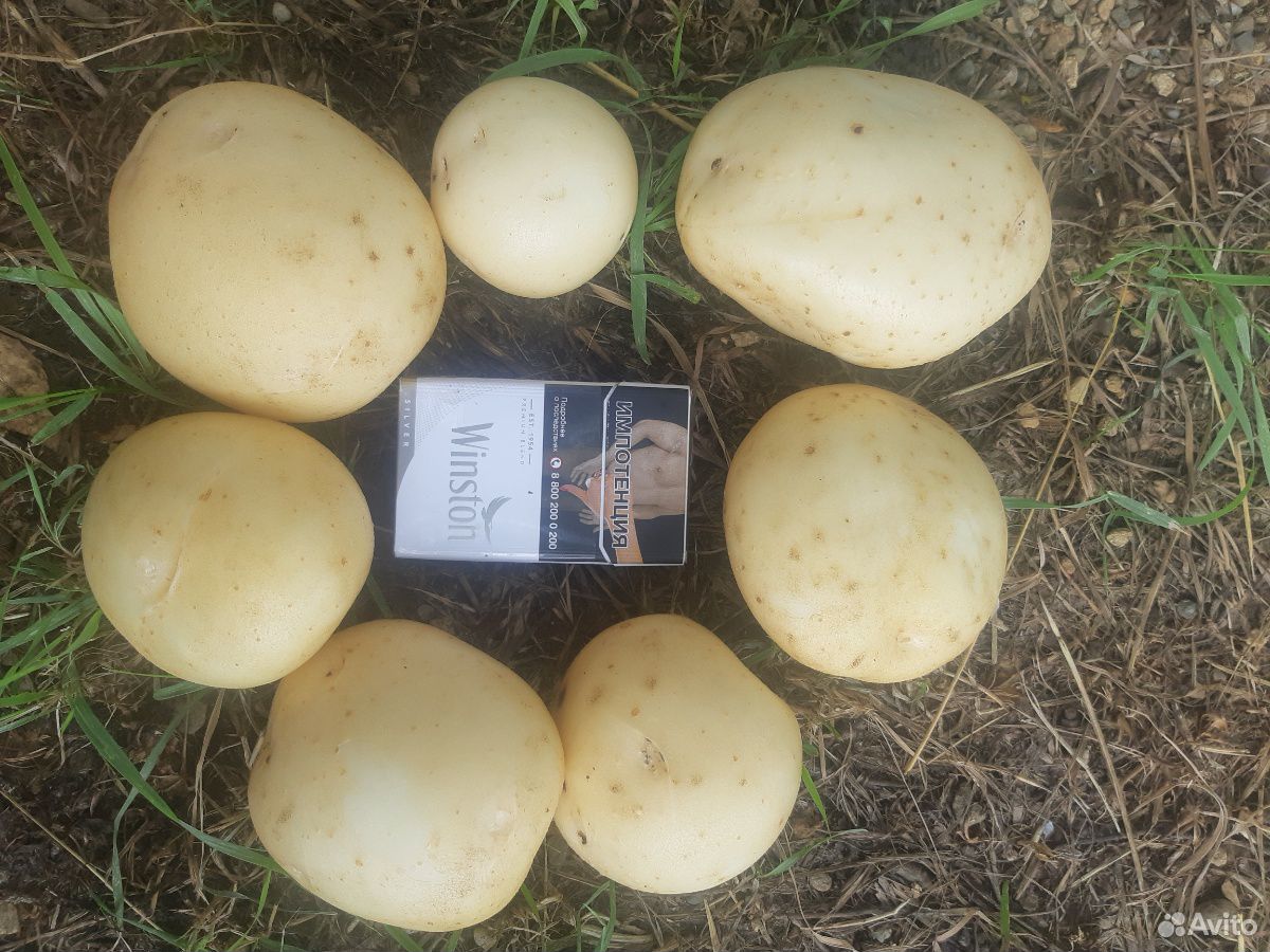 Картофель от производителя купить на Зозу.ру - фотография № 1
