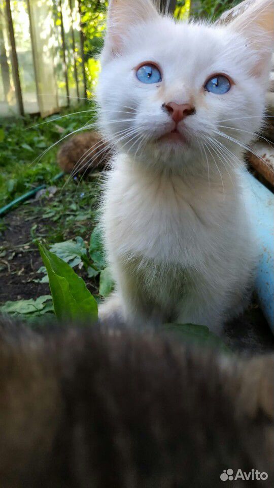 Котенок белый трёхшерстная серая купить на Зозу.ру - фотография № 7