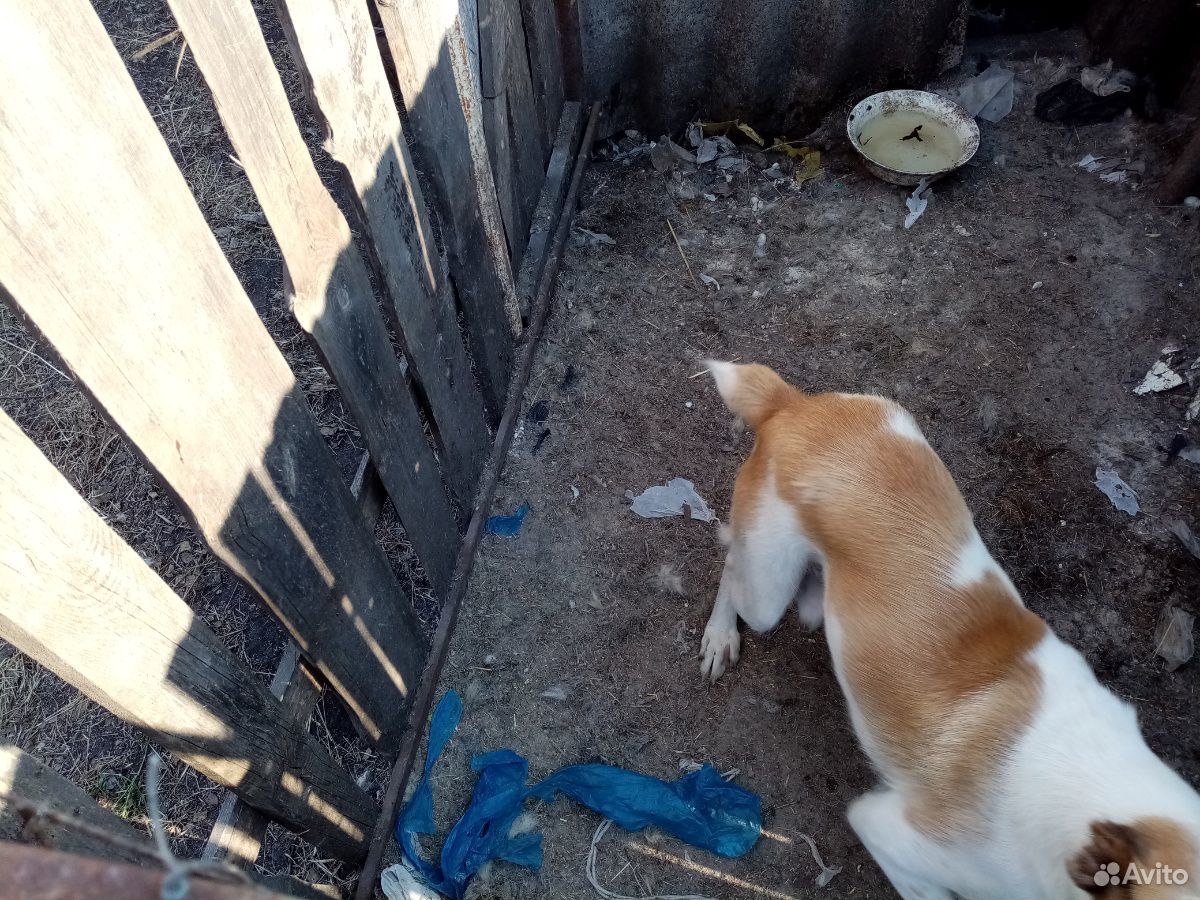 Подрощенный щенок алабая купить на Зозу.ру - фотография № 1