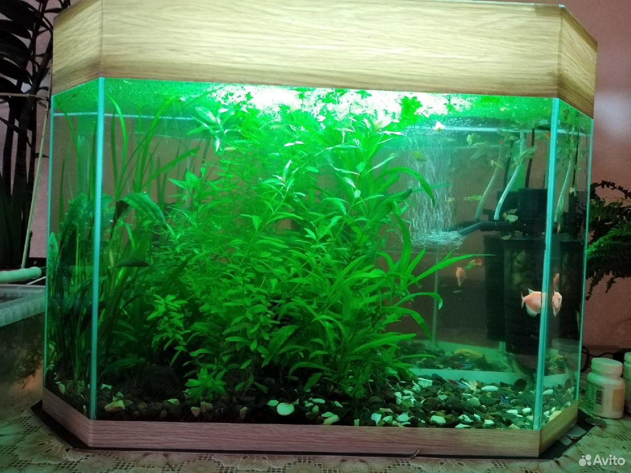 Продаю аквариум с рыбками, фильтром и растениями купить на Зозу.ру - фотография № 1