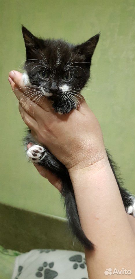 Отдам котят в добрые руки купить на Зозу.ру - фотография № 8