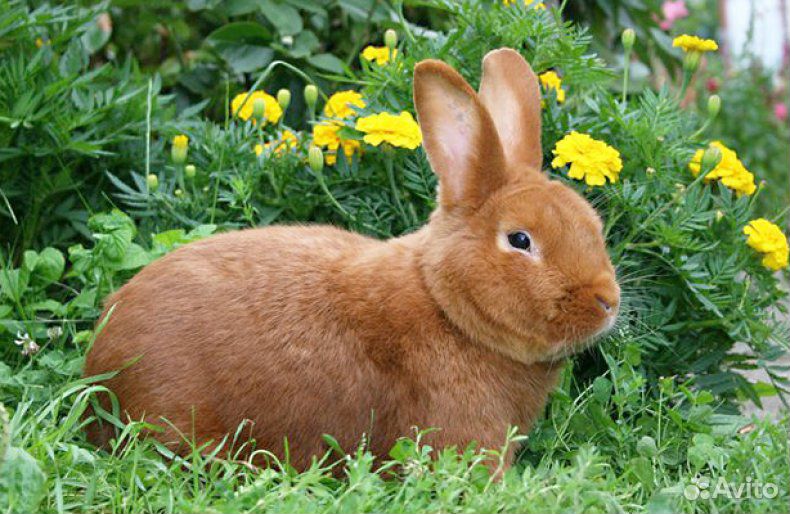 Кролик-самец нзк 4 месяца купить на Зозу.ру - фотография № 1