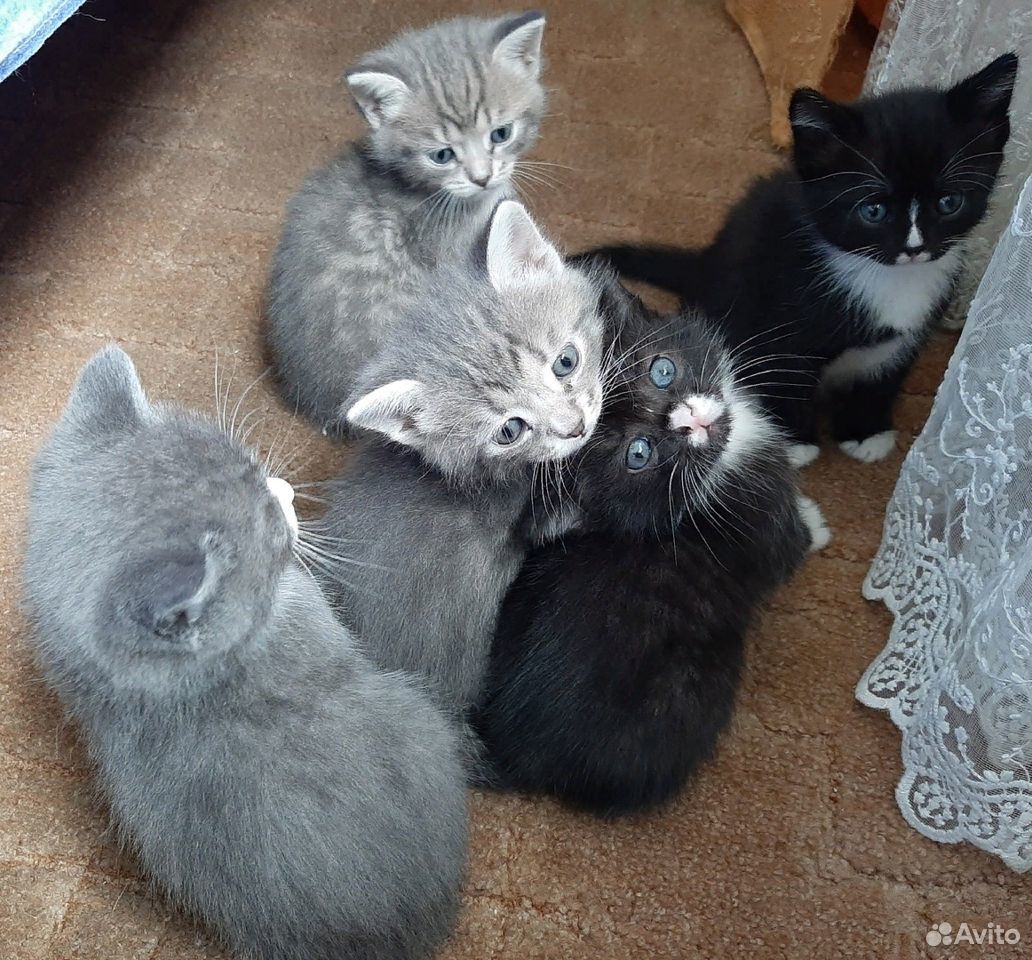 Котята ждут хозяев купить на Зозу.ру - фотография № 3