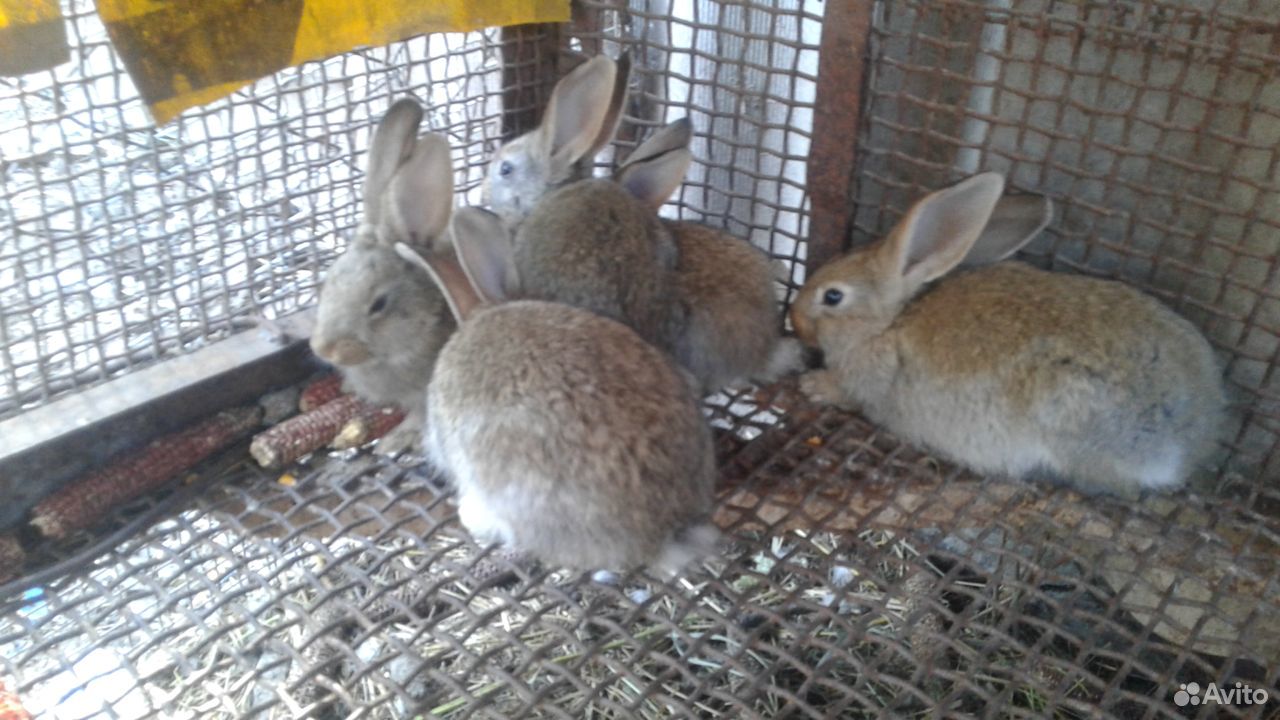 Кролики(самки и крольчата) купить на Зозу.ру - фотография № 4