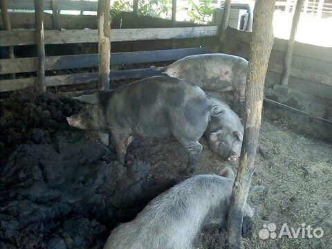 Сдам свиней на мясо купить на Зозу.ру - фотография № 2