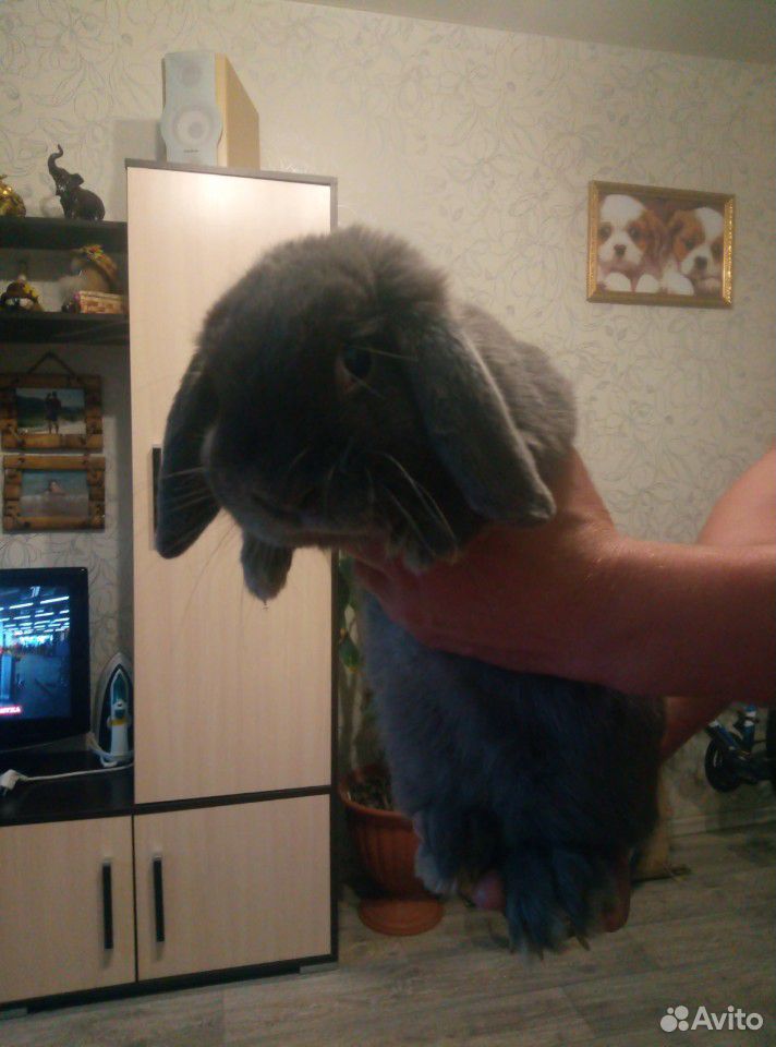 Кролик веслоухий барашик голубого цвета, красавец купить на Зозу.ру - фотография № 1