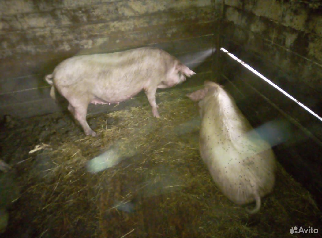 Две супоростные свиньи купить на Зозу.ру - фотография № 2