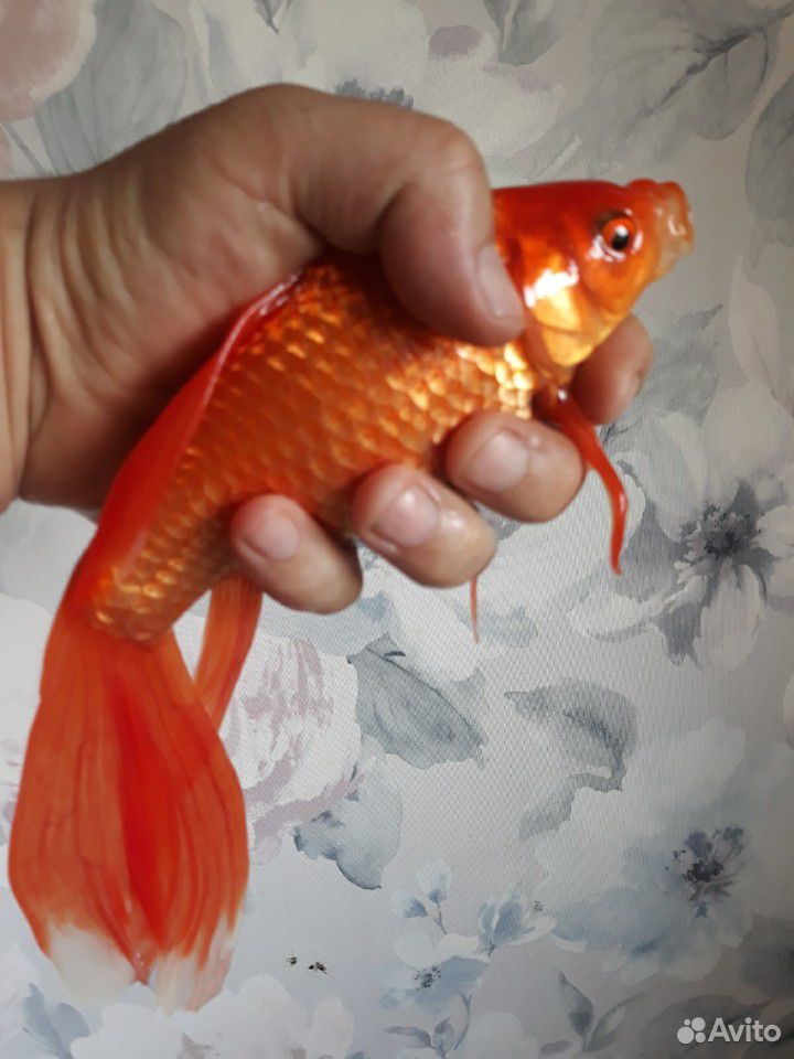 Золотая рыбка купить на Зозу.ру - фотография № 2