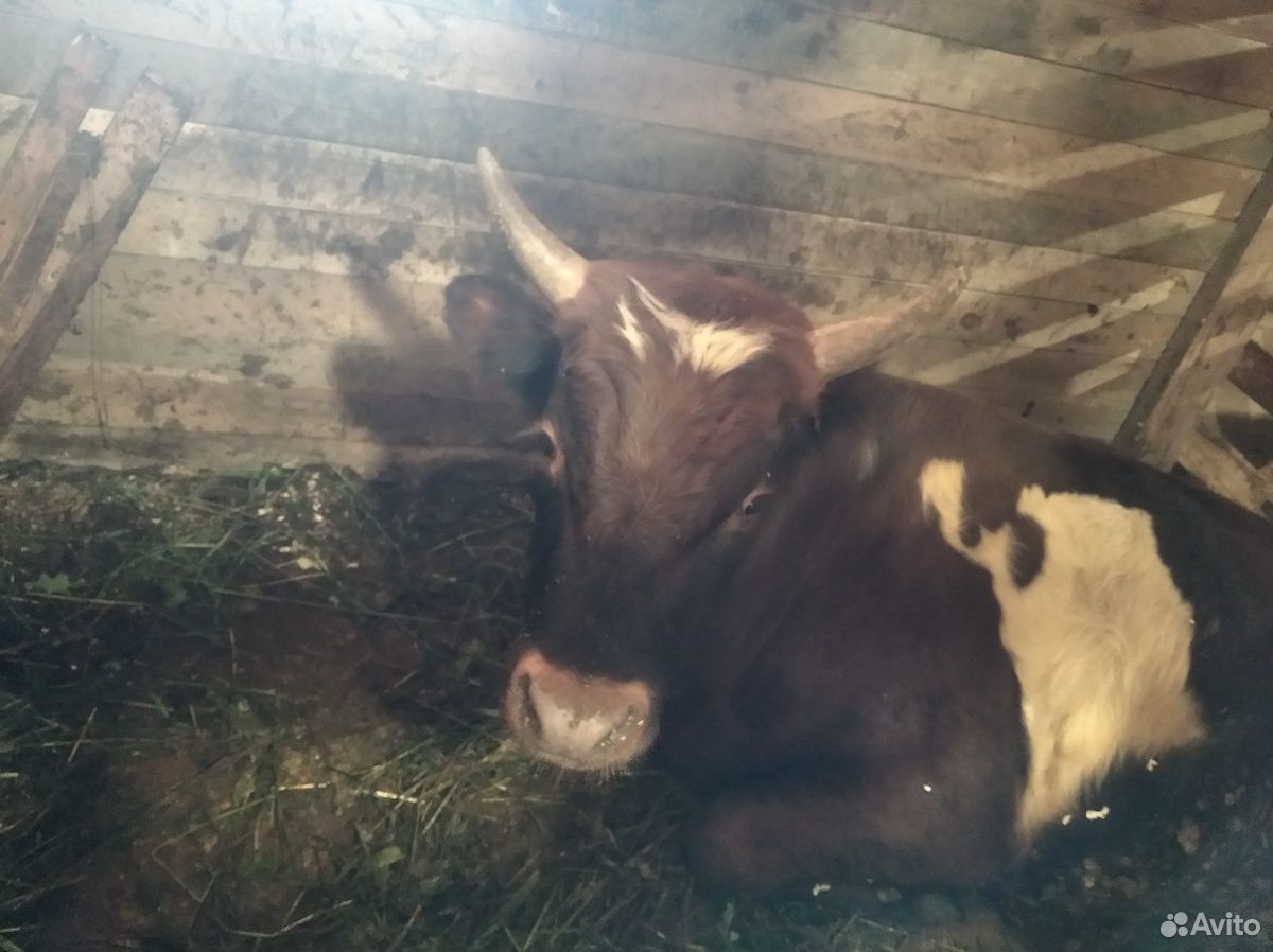 Продам корову и быка купить на Зозу.ру - фотография № 3