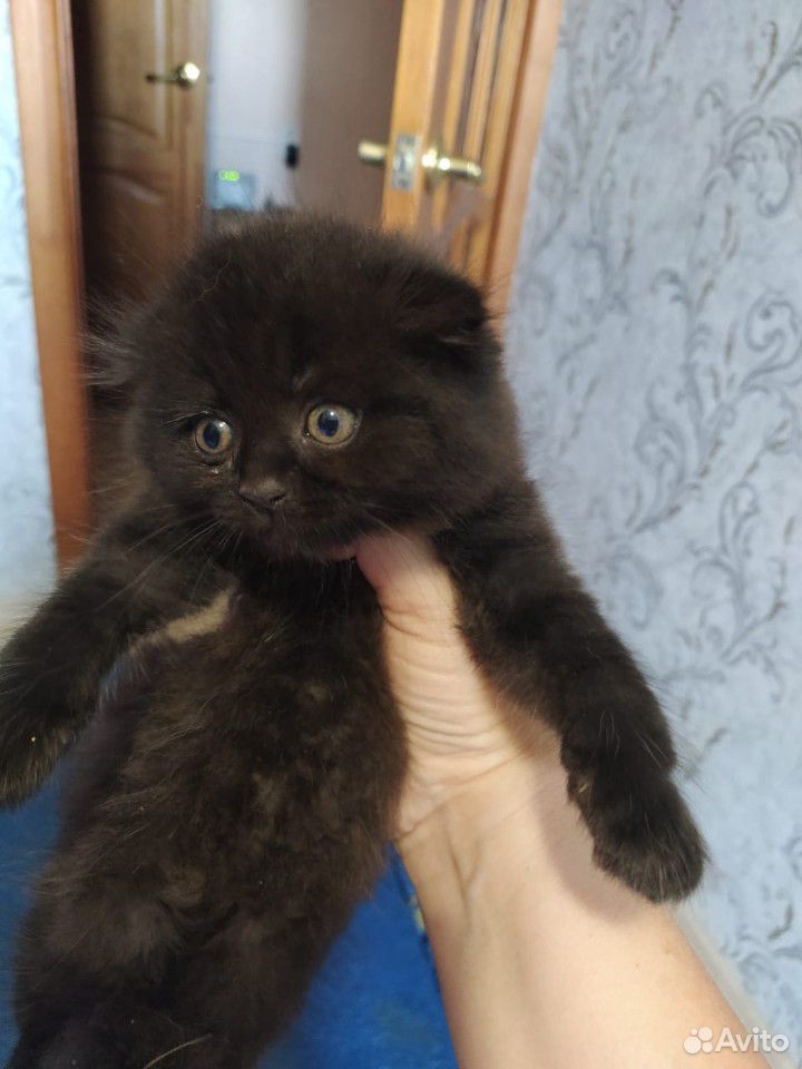 Чёрный шикарный котик купить на Зозу.ру - фотография № 2
