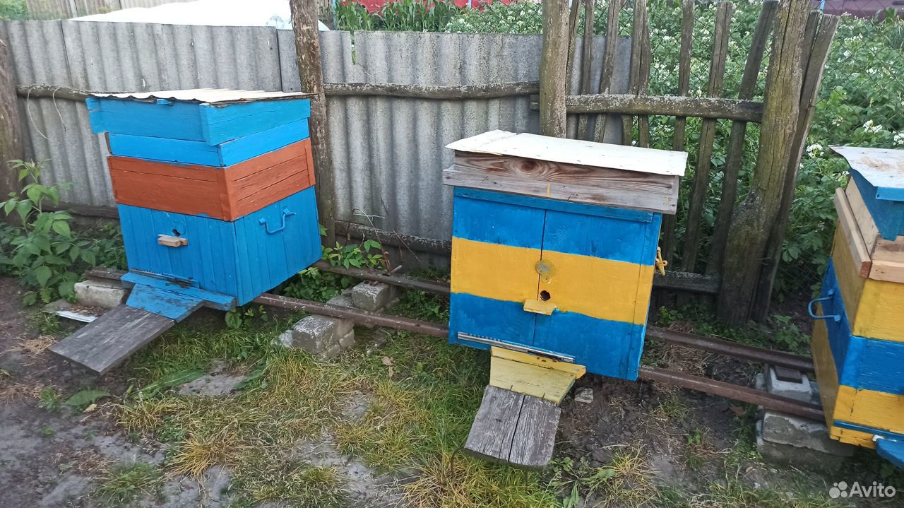 Две пчелосемьи купить на Зозу.ру - фотография № 1