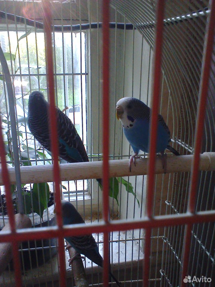 Волнистые попугаи-голубые с клеткой купить на Зозу.ру - фотография № 1