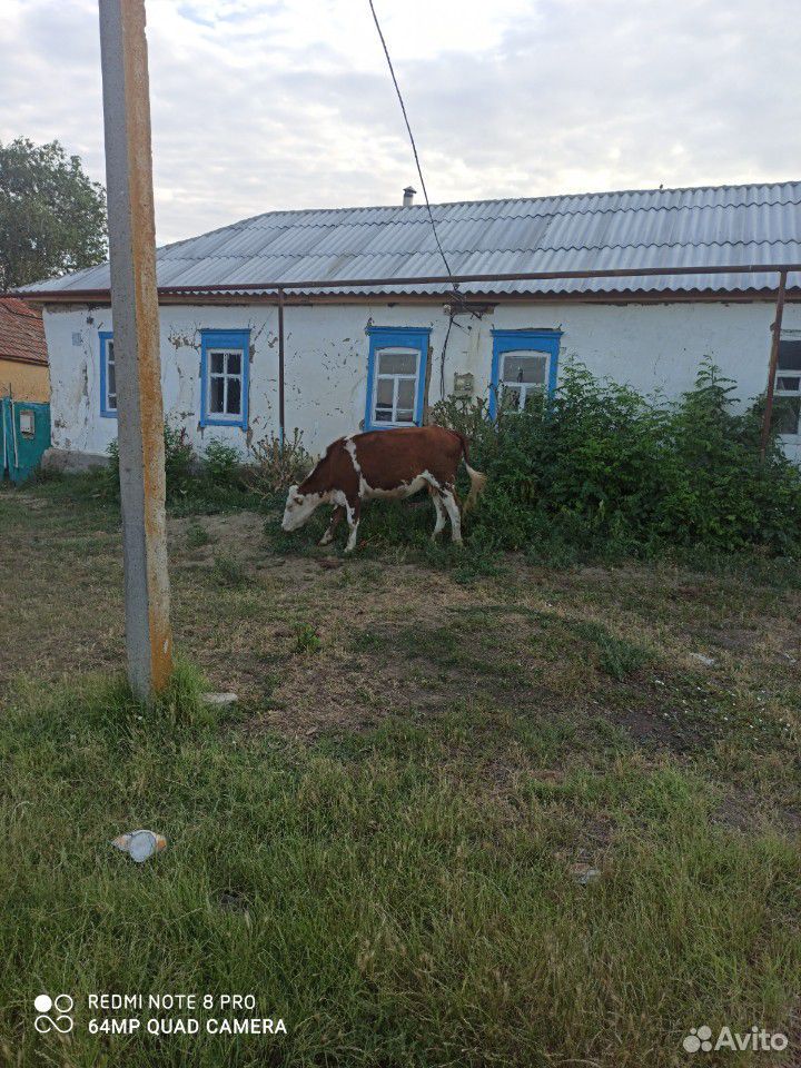 Корова герефорд купить на Зозу.ру - фотография № 2