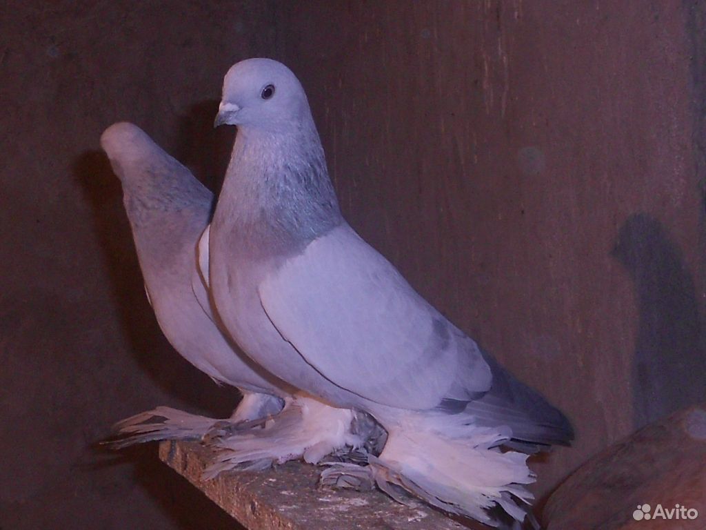 Породистые голуби купить на Зозу.ру - фотография № 1