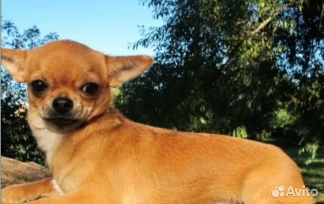 Чихуахуа рыжий длинношерстный. Чихуахуа рыжий. Собака чихуахуа рыжая. Чихуахуа рыжий. Чихуахуа рыжий.