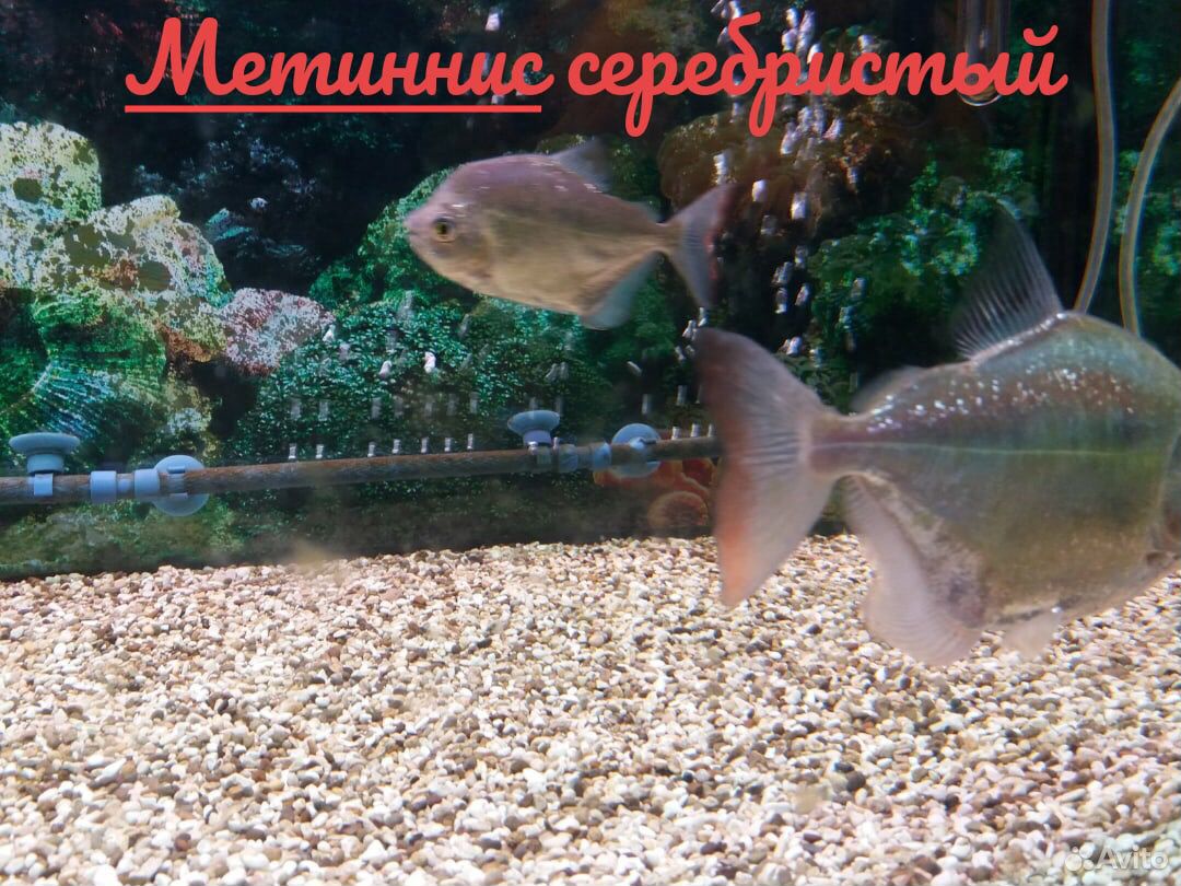 Рыба купить на Зозу.ру - фотография № 7