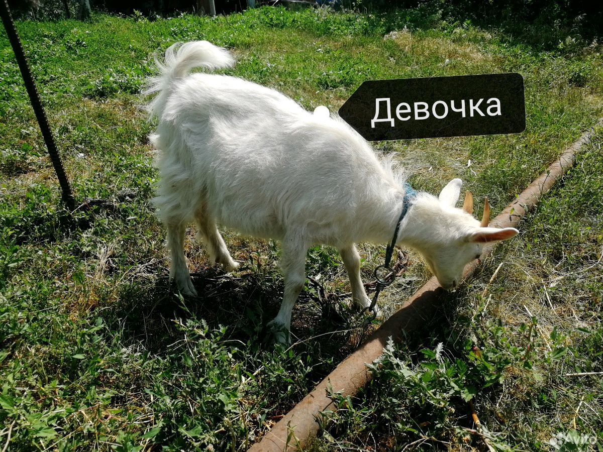 Козлята купить на Зозу.ру - фотография № 3