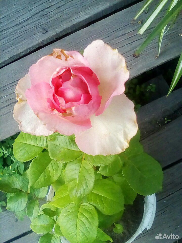 Мурайя, роза, лилия купить на Зозу.ру - фотография № 2
