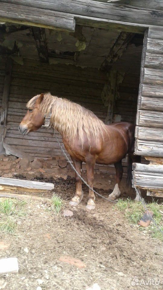 Продаётся конь 80.000 купить на Зозу.ру - фотография № 3