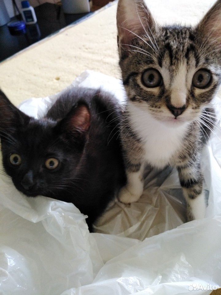 Смесь тайской кошки и чернобелого кота купить на Зозу.ру - фотография № 1