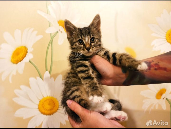 Милые котятки ищут надежные и добрые ручки купить на Зозу.ру - фотография № 2