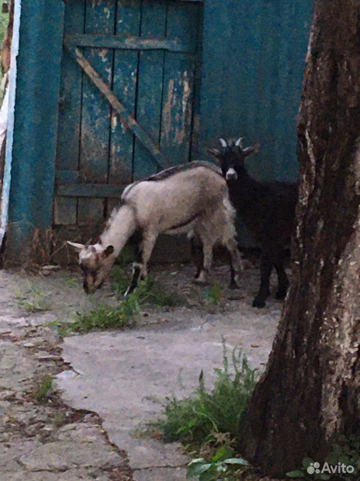 Козел и коза купить на Зозу.ру - фотография № 2