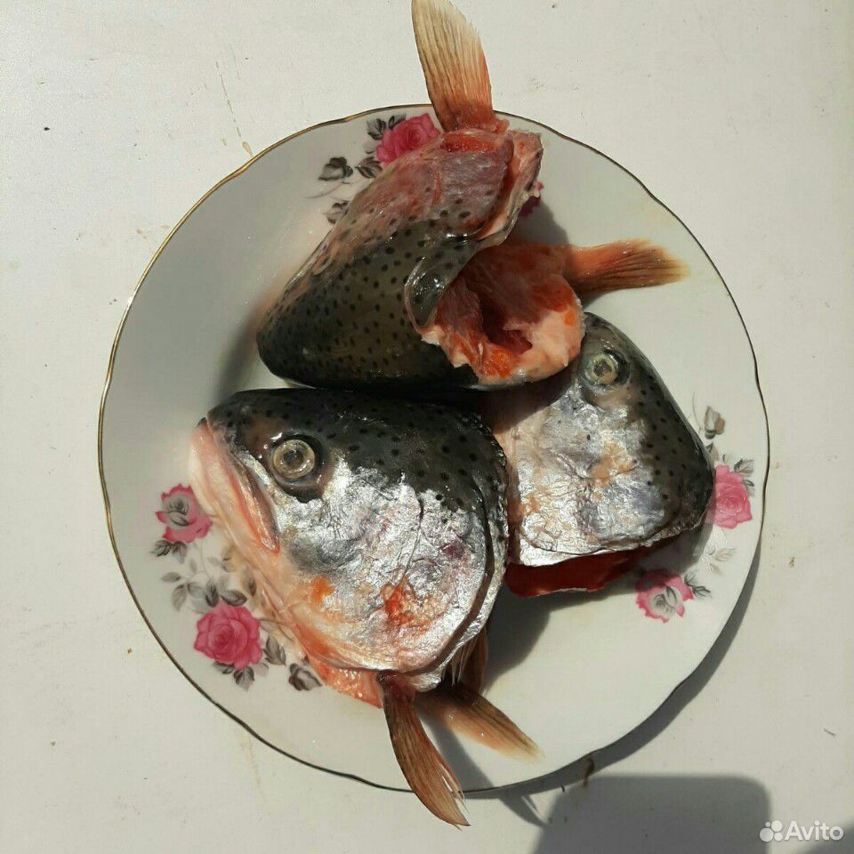 Головы лосося купить на Зозу.ру - фотография № 1