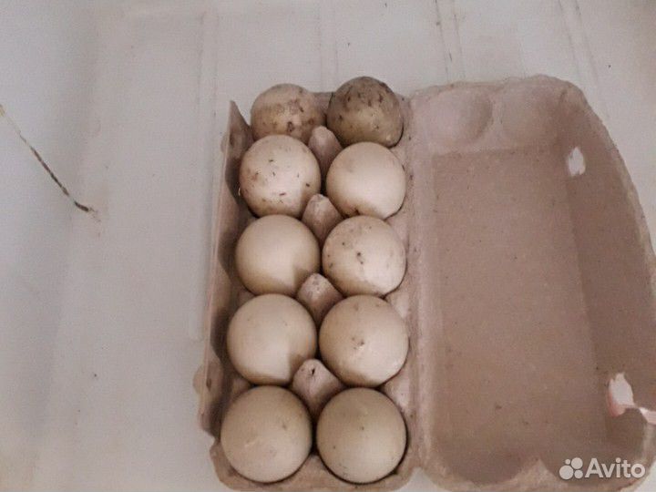 Яйца мускусной утки.Утята мускусной утки от5суток купить на Зозу.ру - фотография № 1