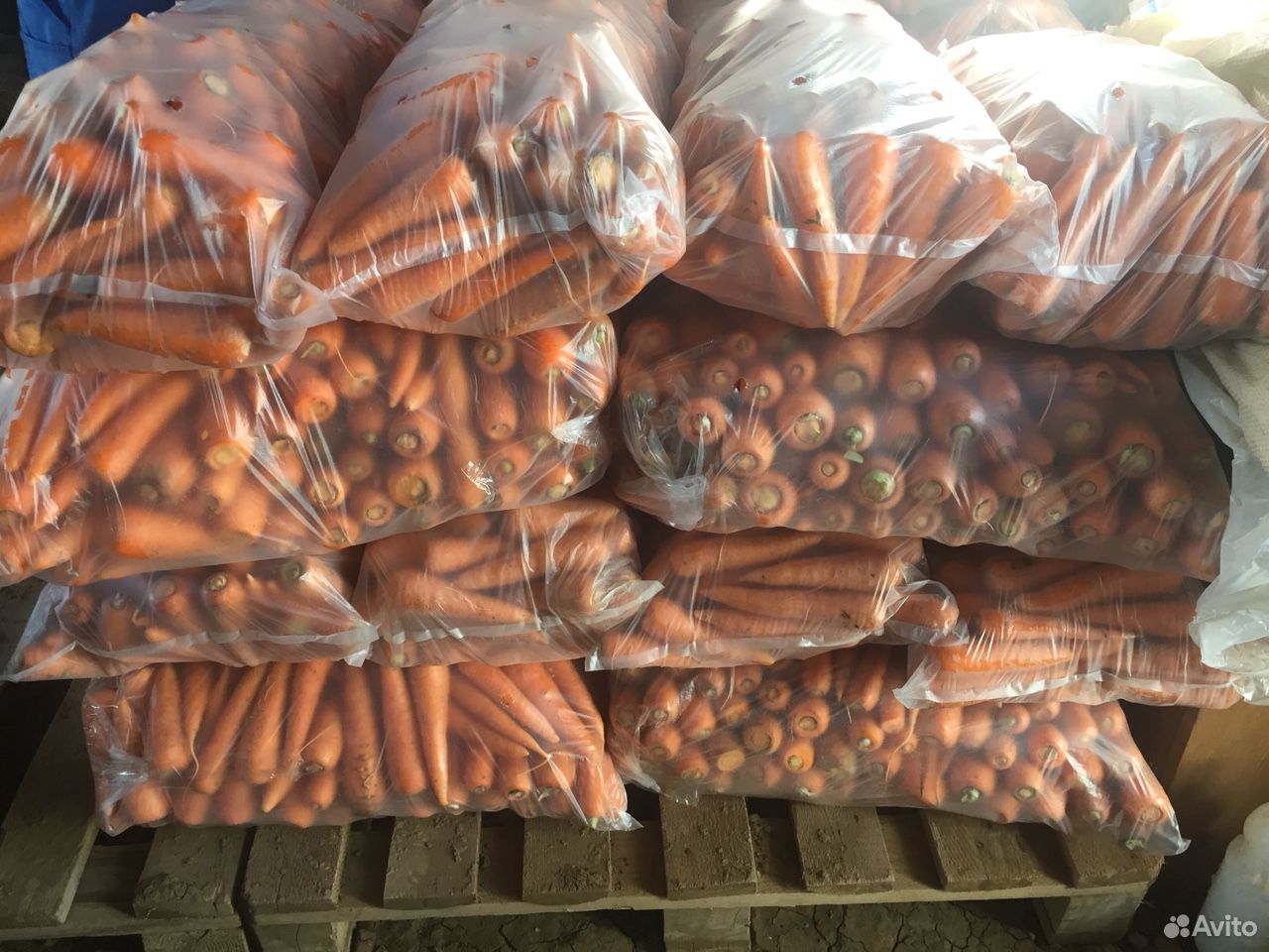 Морковь, Свекла урожай 2020 года купить на Зозу.ру - фотография № 1