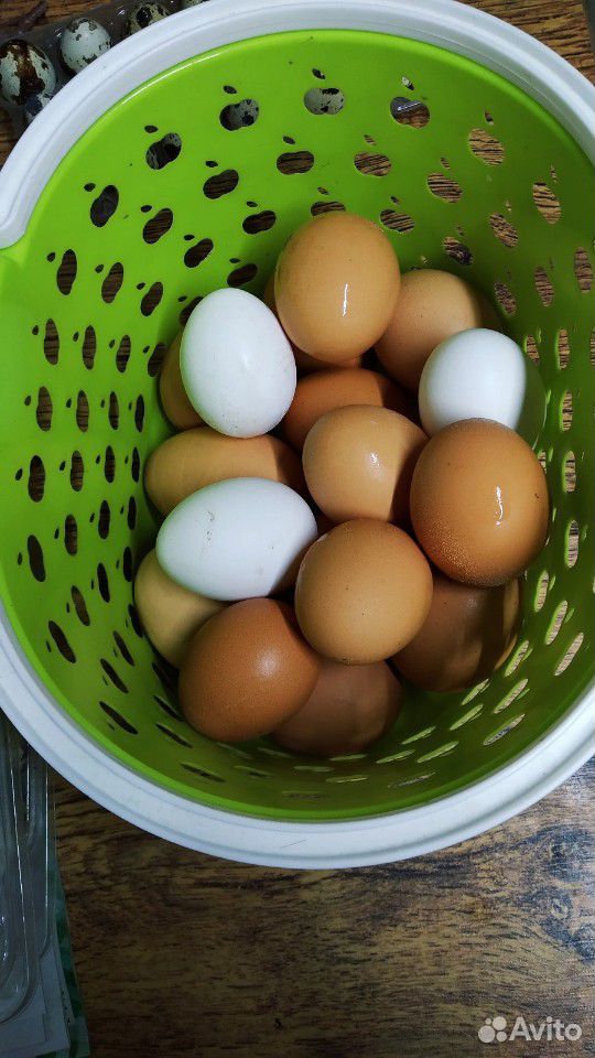 Яйца домашние куриные и перепелинные купить на Зозу.ру - фотография № 1