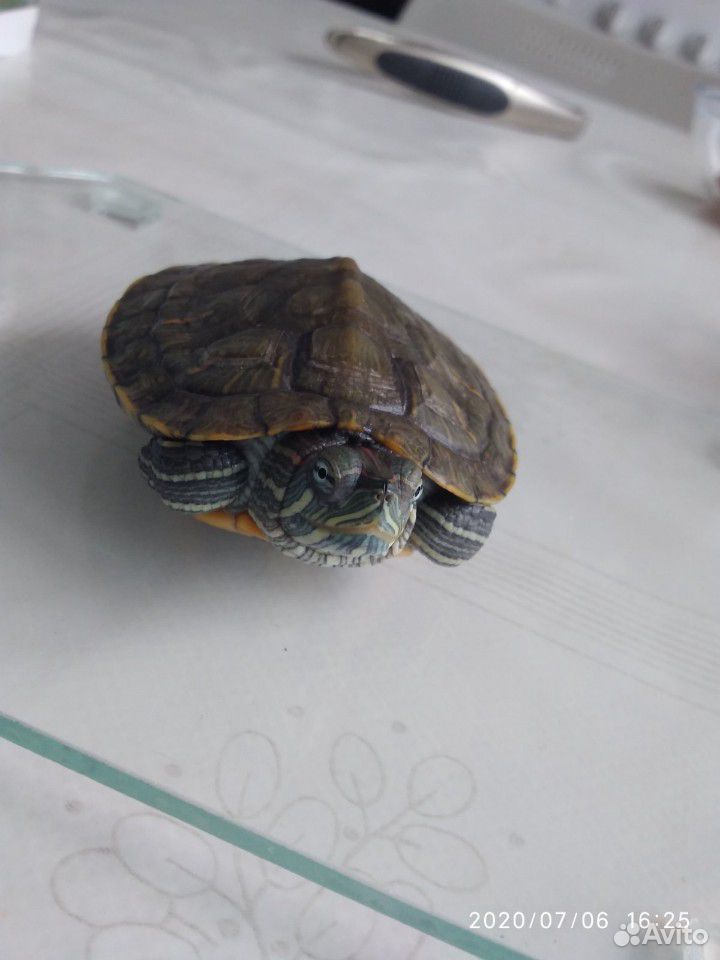 Черепаха красноухая+ аквариум купить на Зозу.ру - фотография № 7