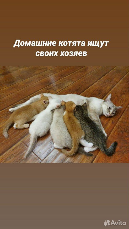 Домашние котята купить на Зозу.ру - фотография № 1