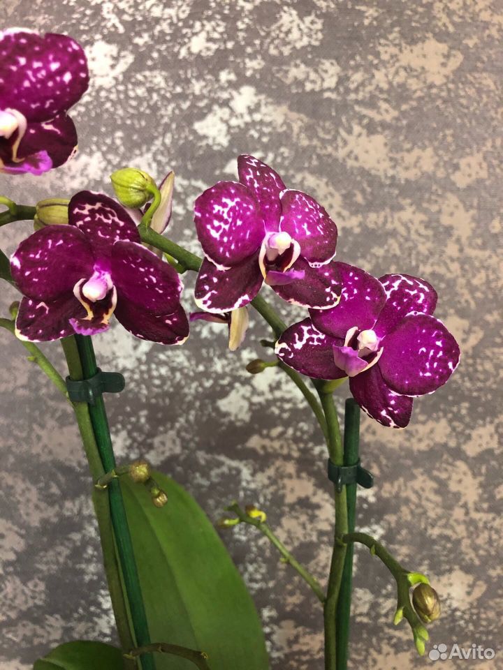 Орхидея купить на Зозу.ру - фотография № 1