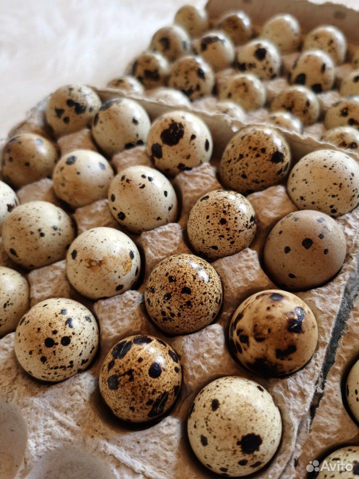 Инкубационные перепелиные яйца, бройлерный Техас купить на Зозу.ру - фотография № 2