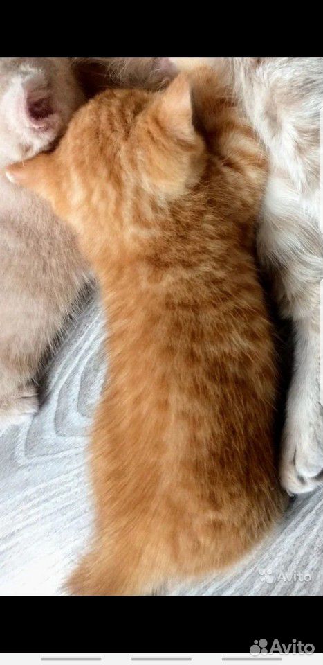 Котёнок,красный мрамор,3мес,рыжий купить на Зозу.ру - фотография № 3
